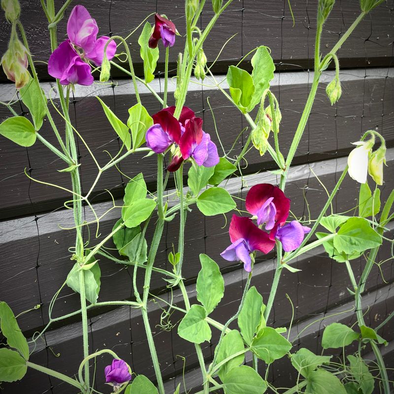 Sweet Peas