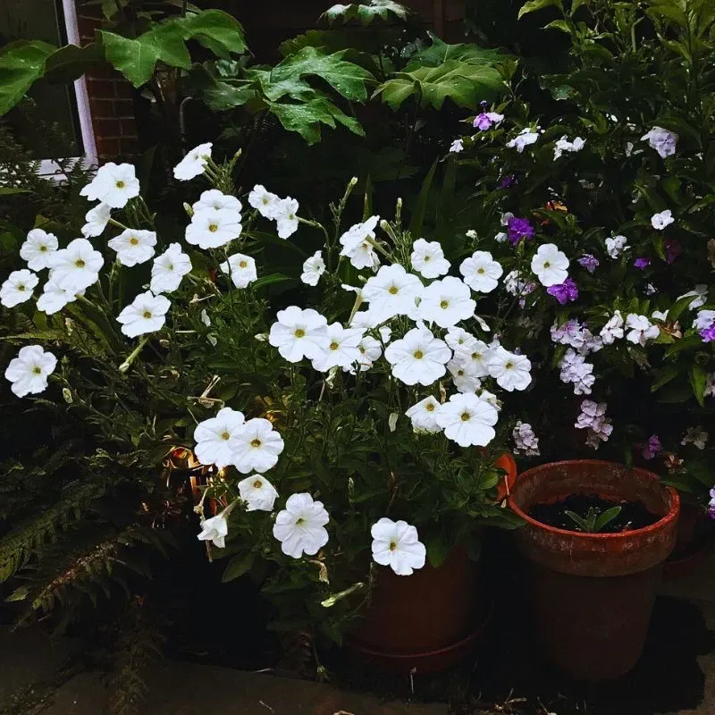 Moonflower: Dramatic Nocturnal Unfurling