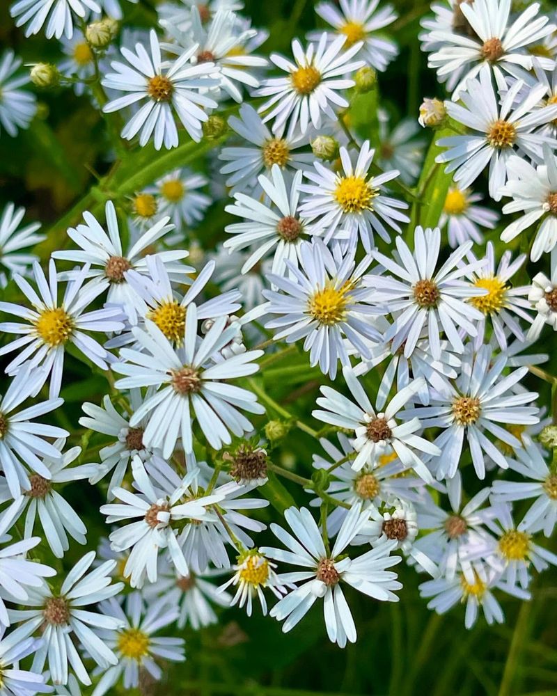 Rain Garden Edge With Flat-Topped Asters