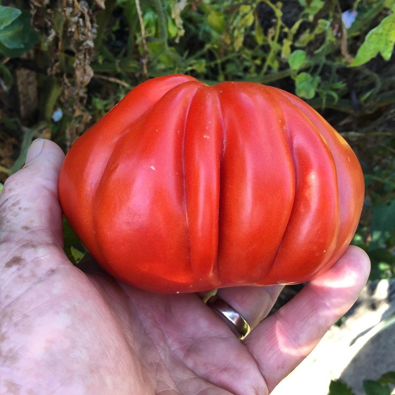 Skyscraper-Sized Tomatoes