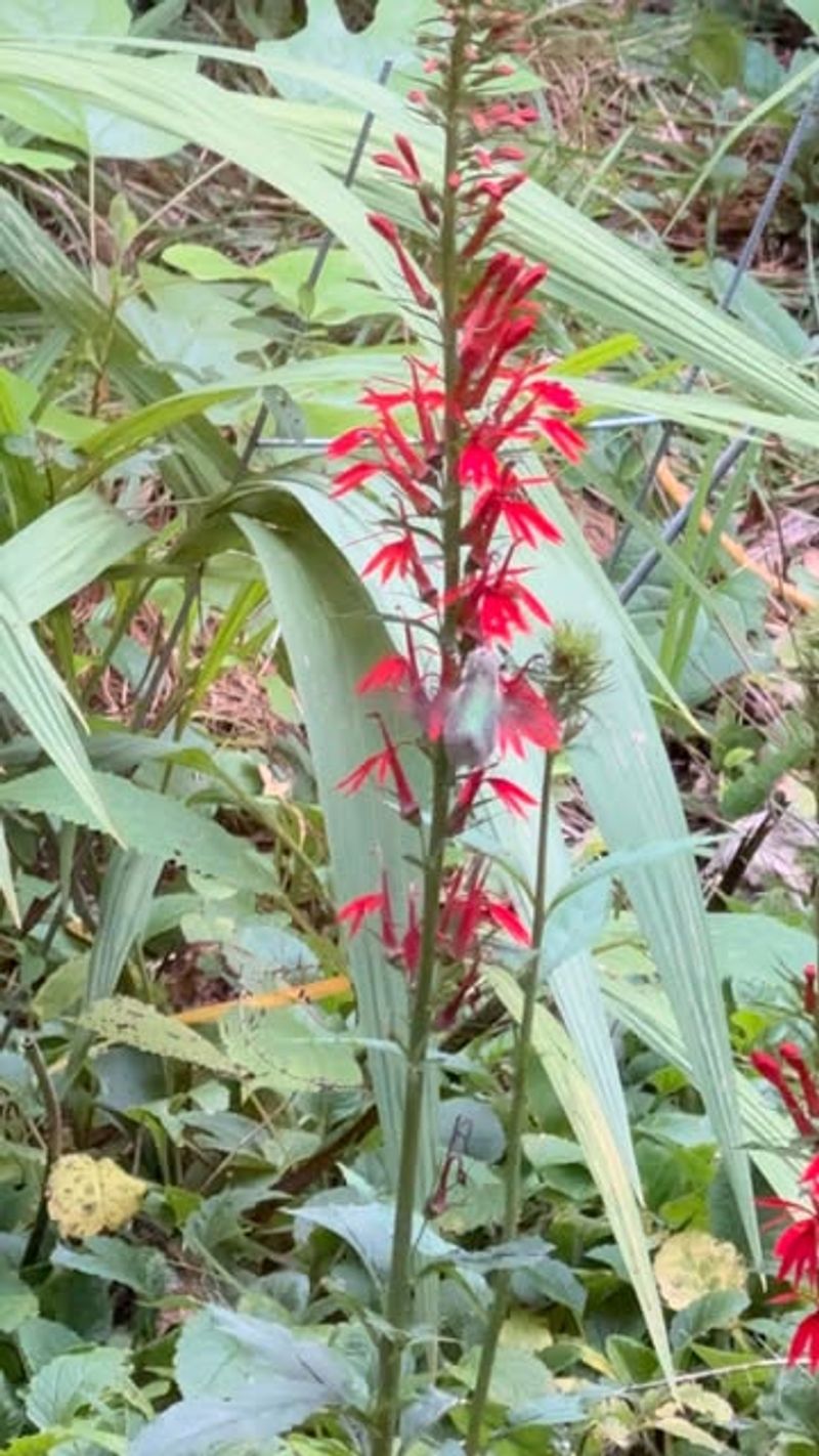 Hummingbird Heaven
