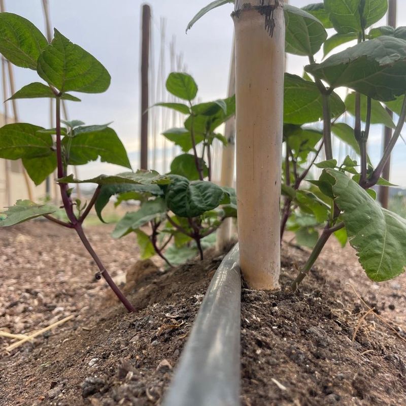 Drip Irrigation Saves Time