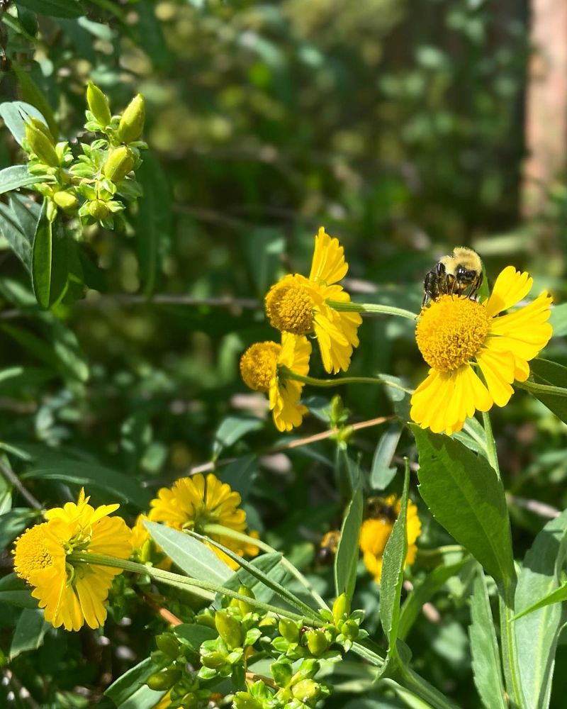 Companion Planting Synergy