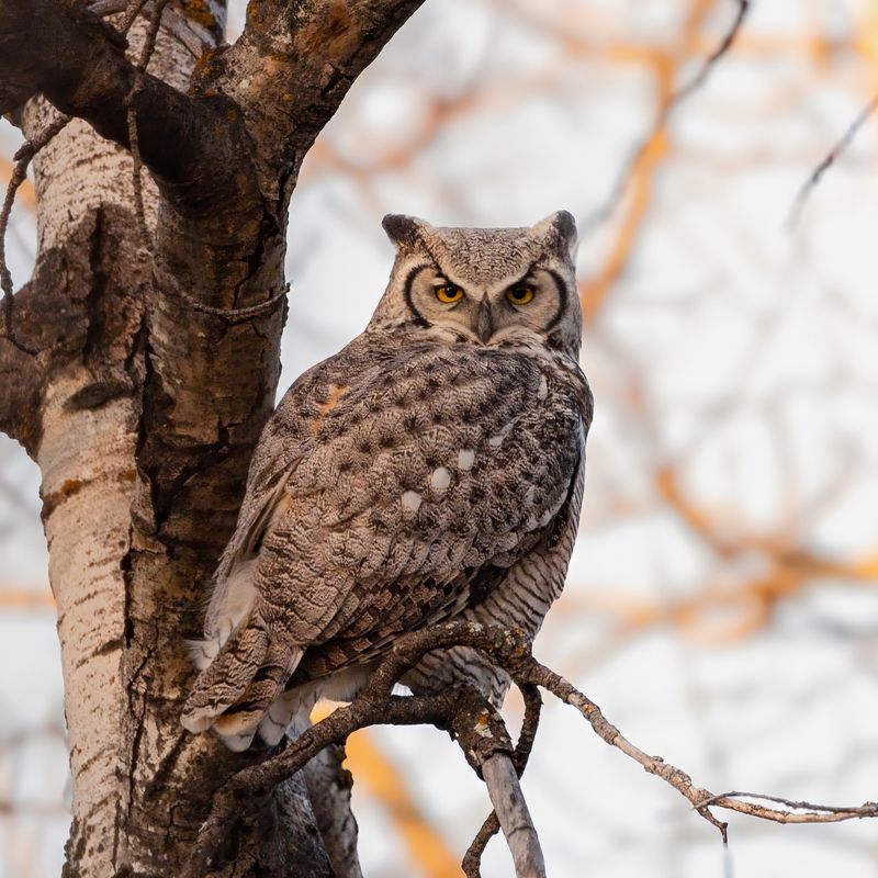 Great Horned Owls