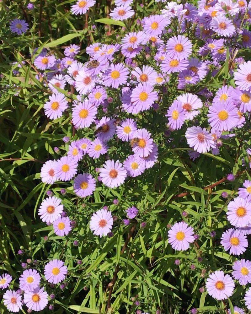 Douglas Aster
