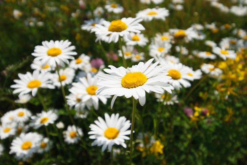 Shasta Daisies
