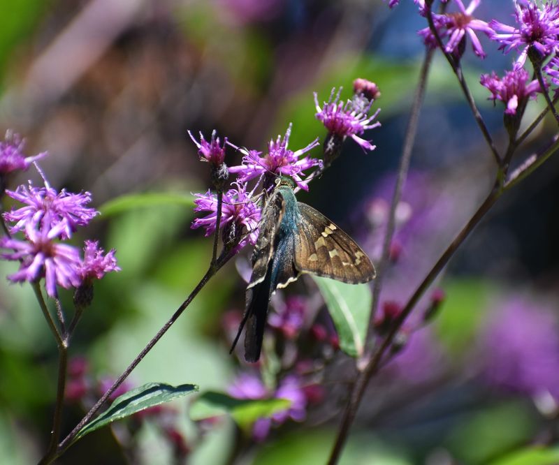 Ironweed (Vernonia gigantea)