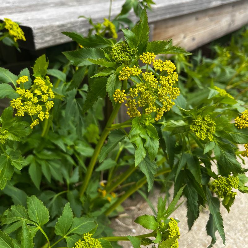 Golden Alexanders