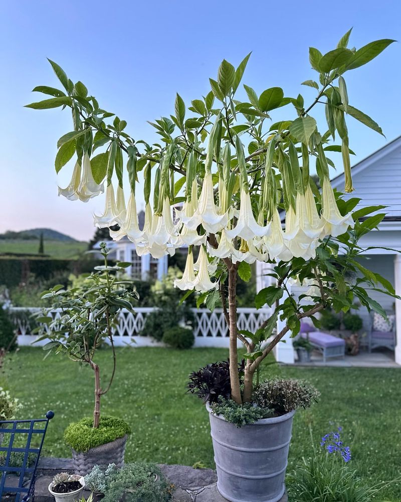 Angel's Trumpet: Heavenly Looks, Hellish Effects