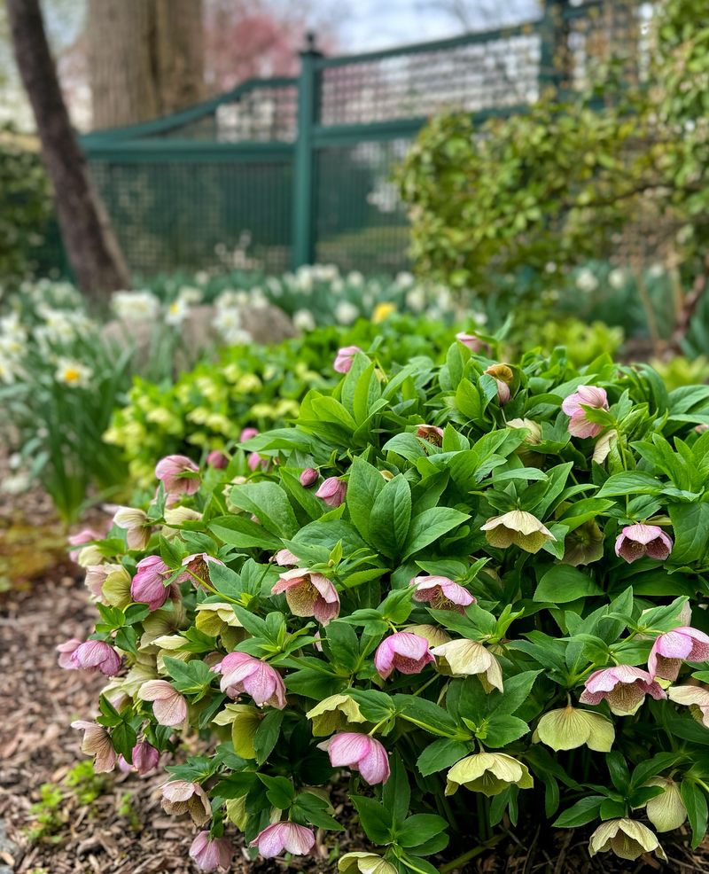 Hellebores