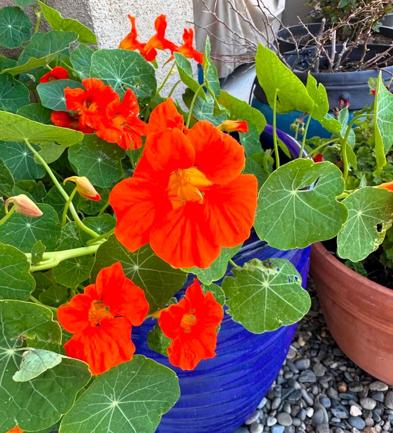 Nasturtiums