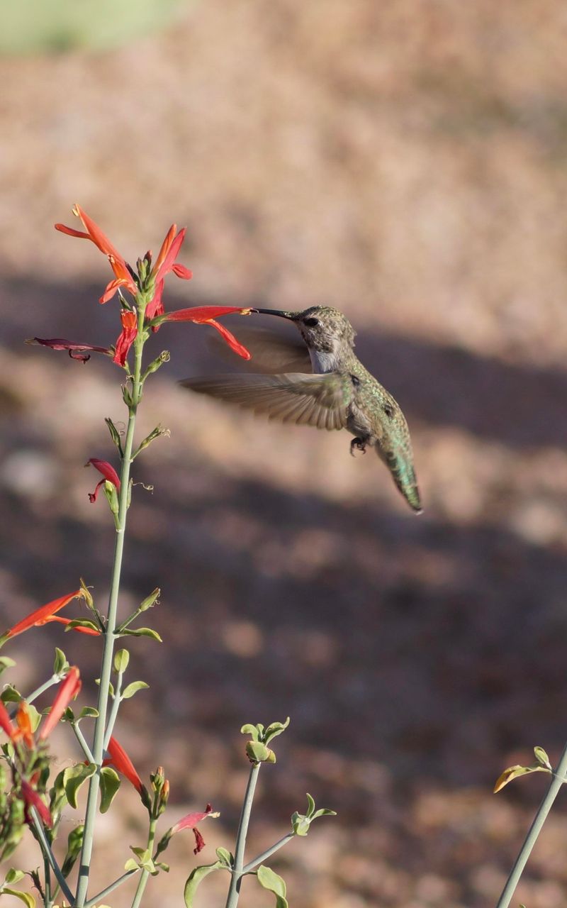 Desert Hummingbird Haven