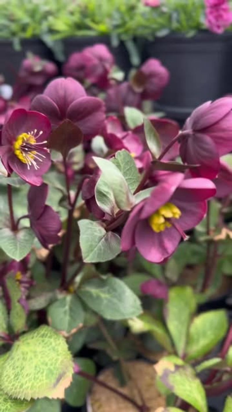 Hardy Hellebores
