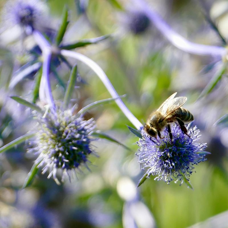 Spiky Sea Holly