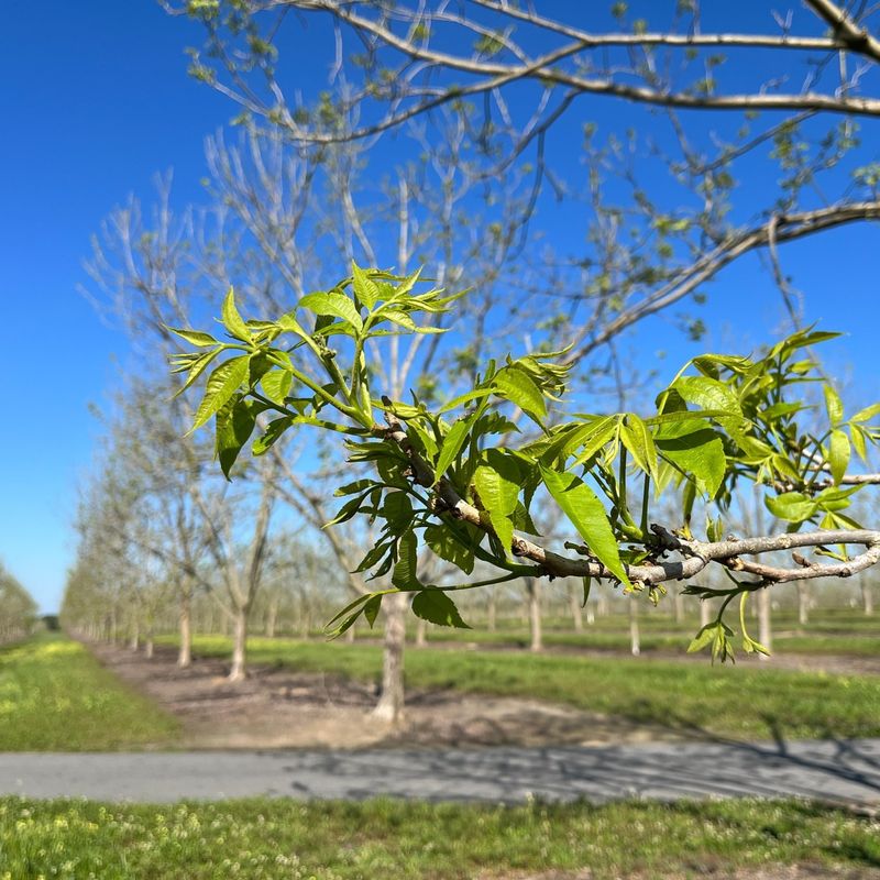 Productive Pecan Tree