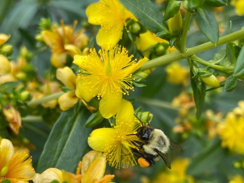 Shrubby St. John's Wort