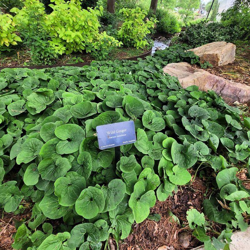 Wild Ginger Makes Perfect Groundcover