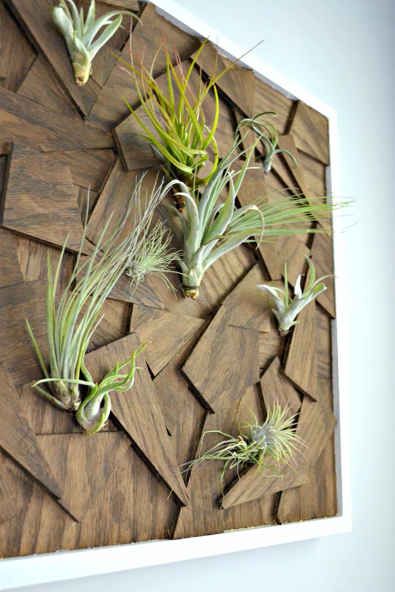Tillandsia And Succulent Combination Walls