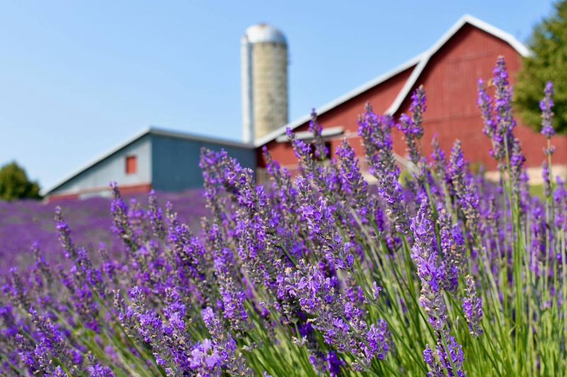 Charlevoix's Lavender And Pumpkin Paradise