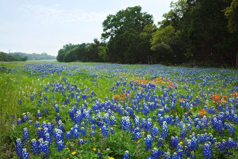 Brenham's Bluebonnet-To-Blanketflower Transition