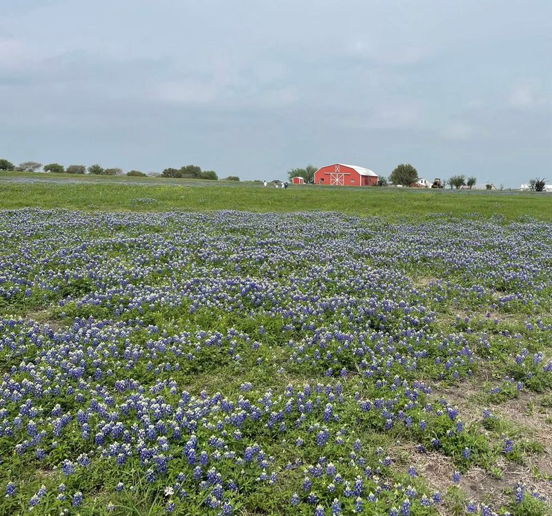 Chappell Hill: Historic Charm Among the Blues