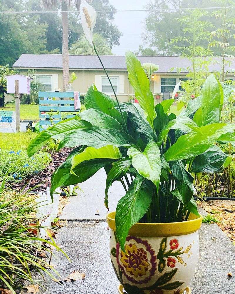 Community Plant Swaps Yield Treasures