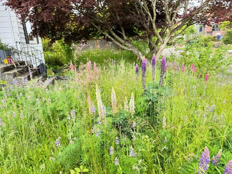 Native Plant Society Swaps