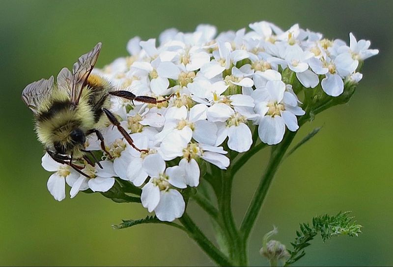 Natural Pest Control Squadrons