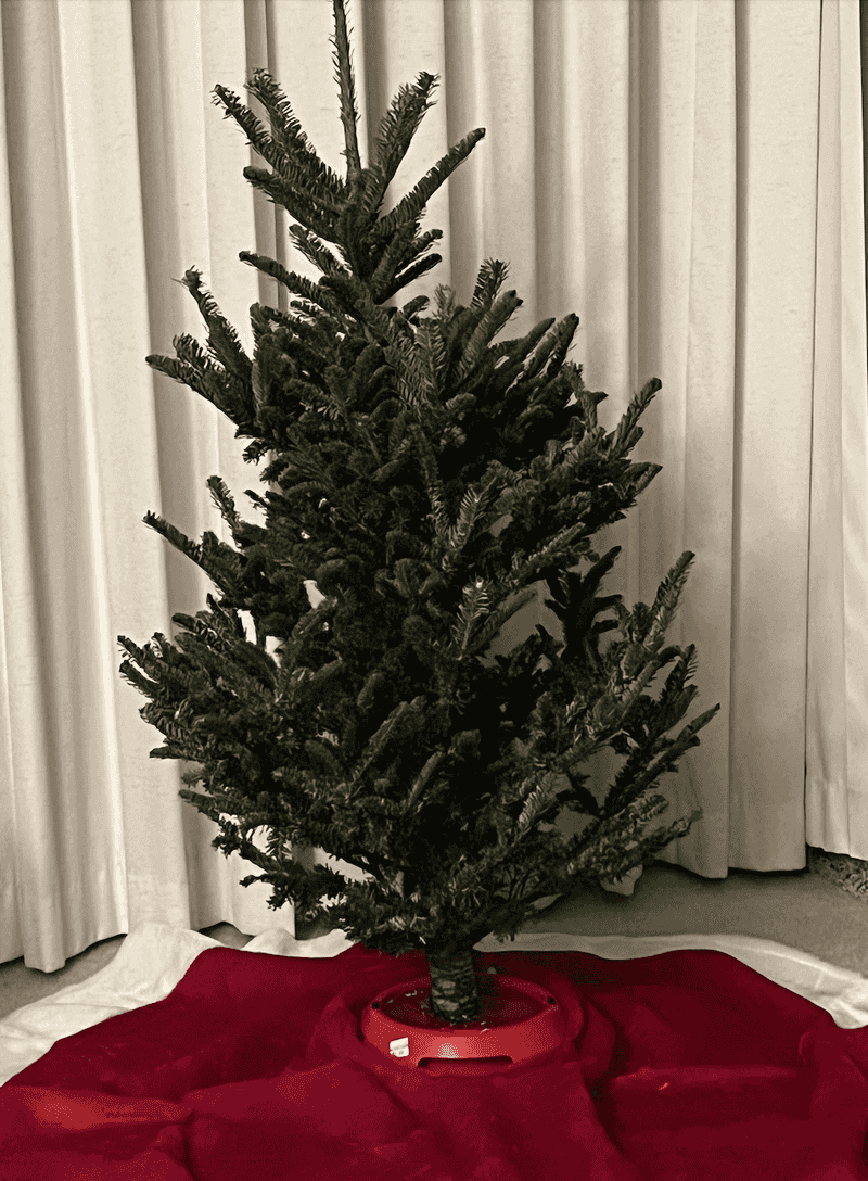 Water Is Your Evergreen's Best Friend
