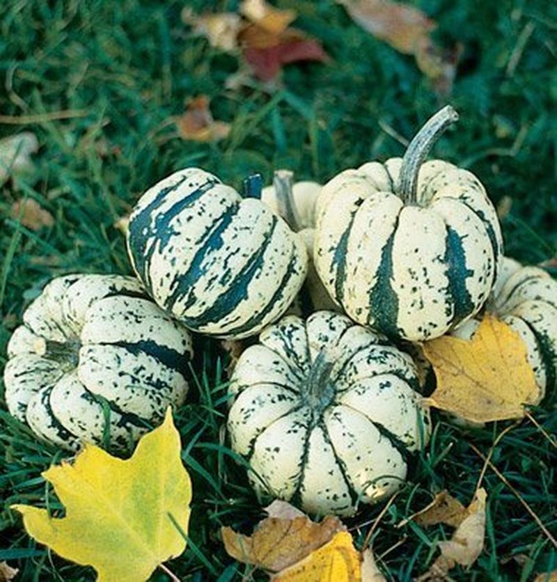 Seasonal Squash Diversity Reflecting Traditional Preservation Methods