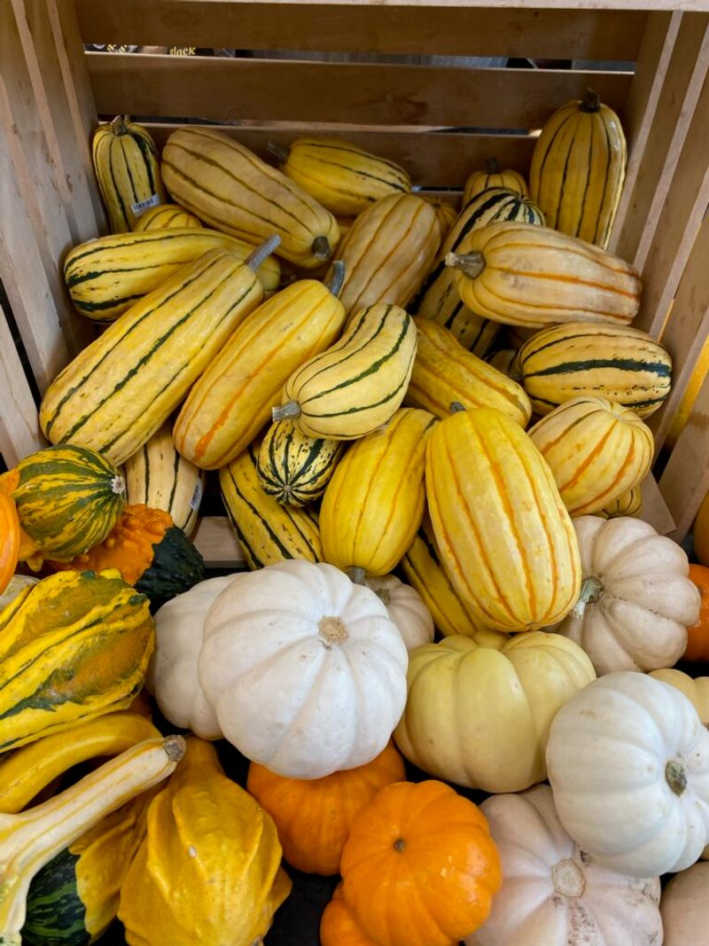 Squash Varieties Tied To Autumn Gardens