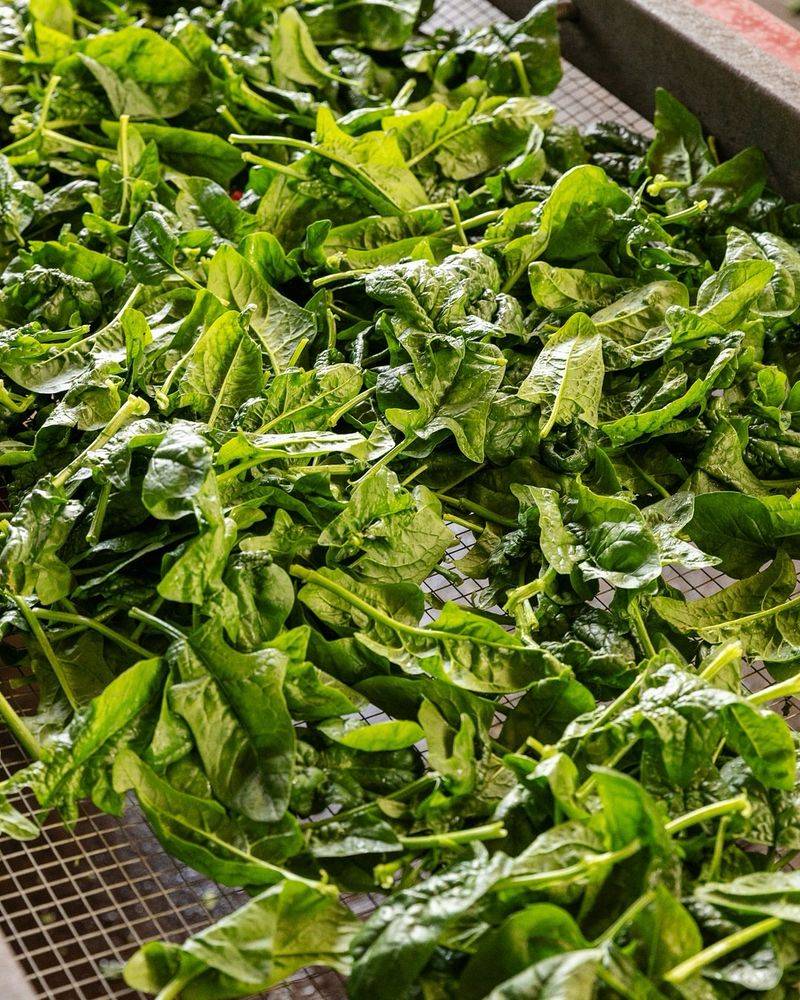 Leafy Greens From Local Urban Farms