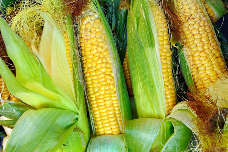 yellow corn (featured image)