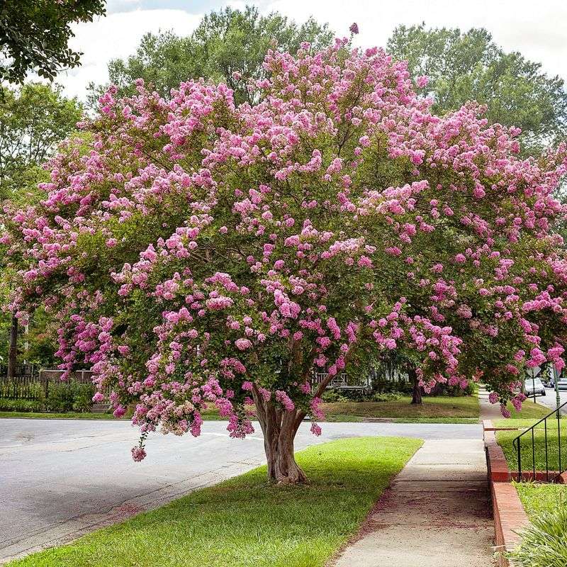 Crape Myrtle