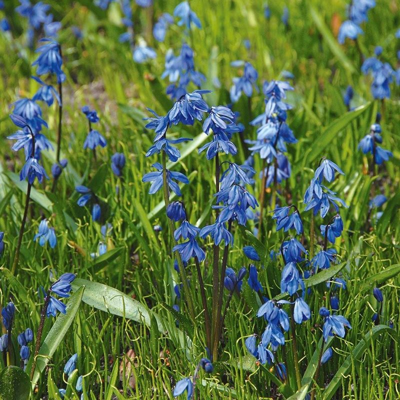 Scilla: Tiny Blue Stars For Virginia Woodland Gardens