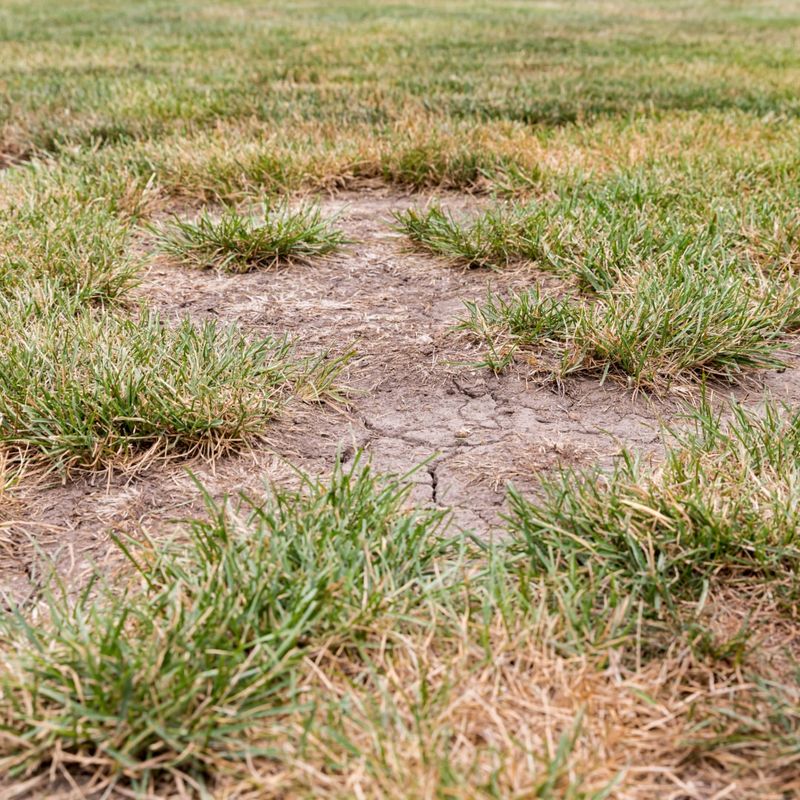 Dead Or Dying Grass Patches