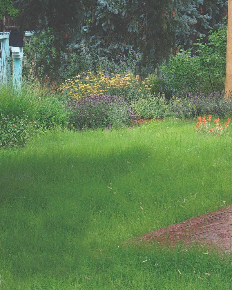 Thirsty Green Lawns