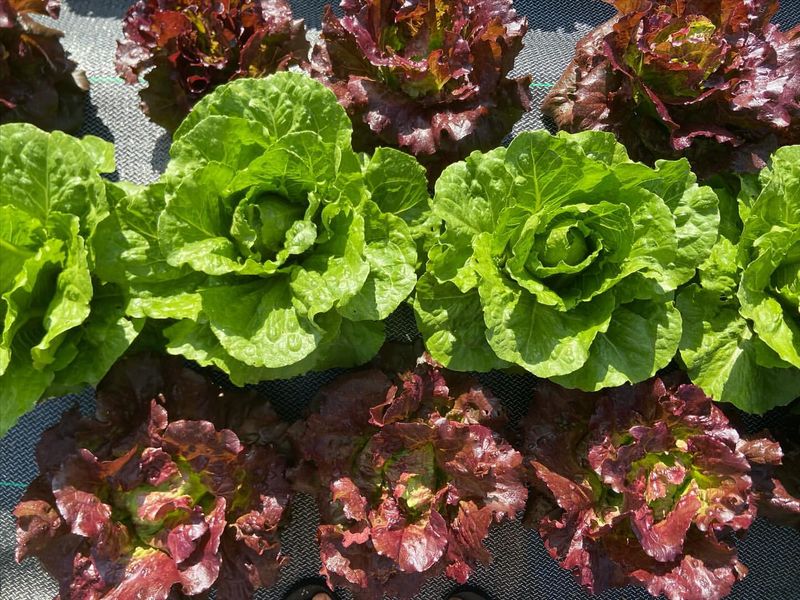 Seed Germination Rates