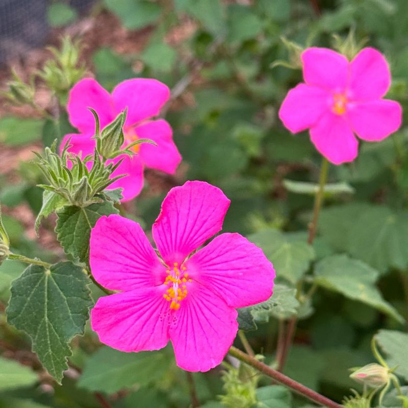 Rock Rose