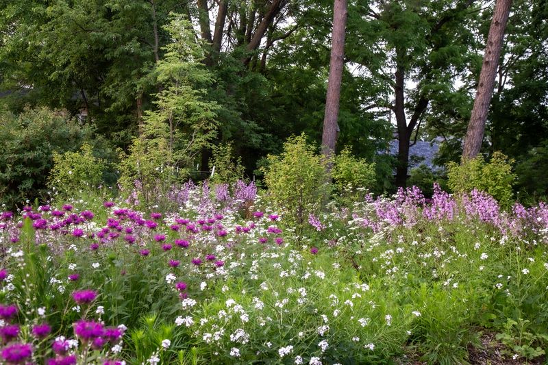 Woodland Edge Transition Zones