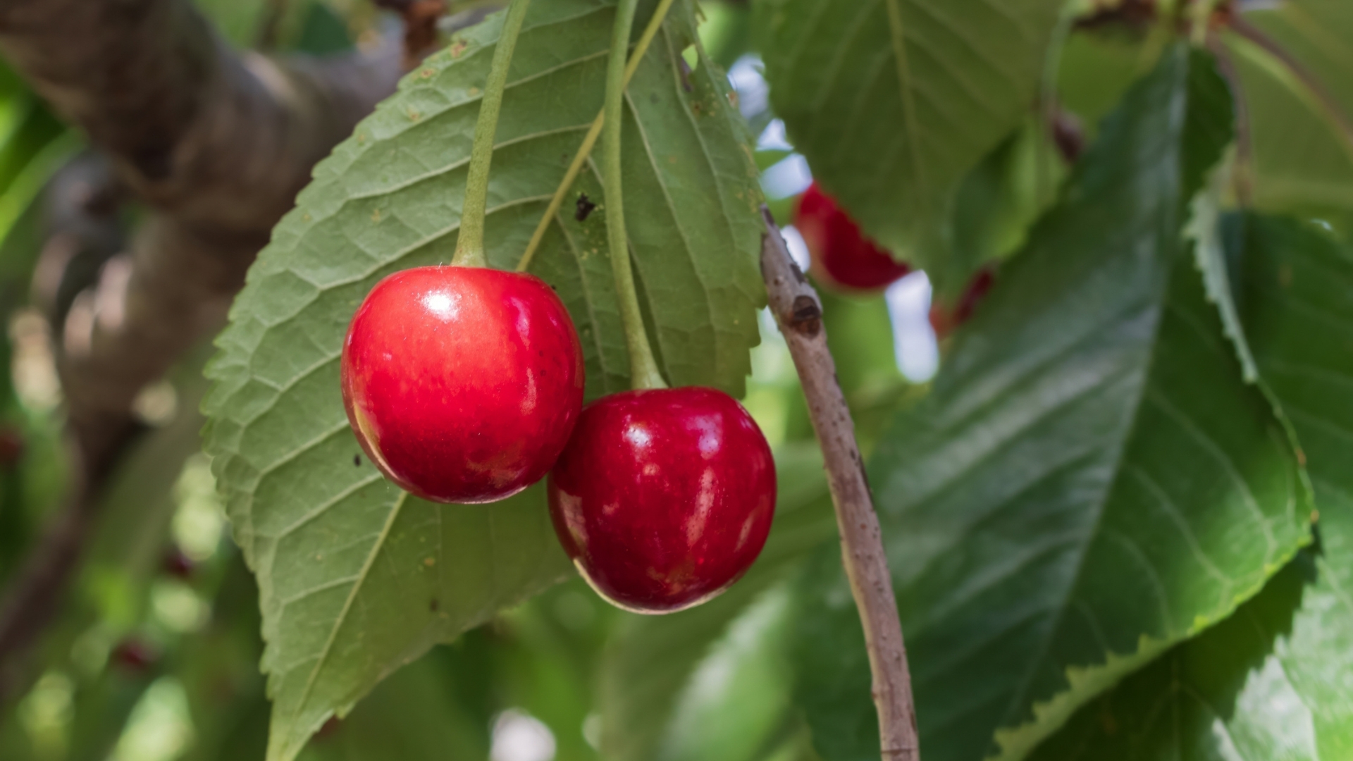 Cherry