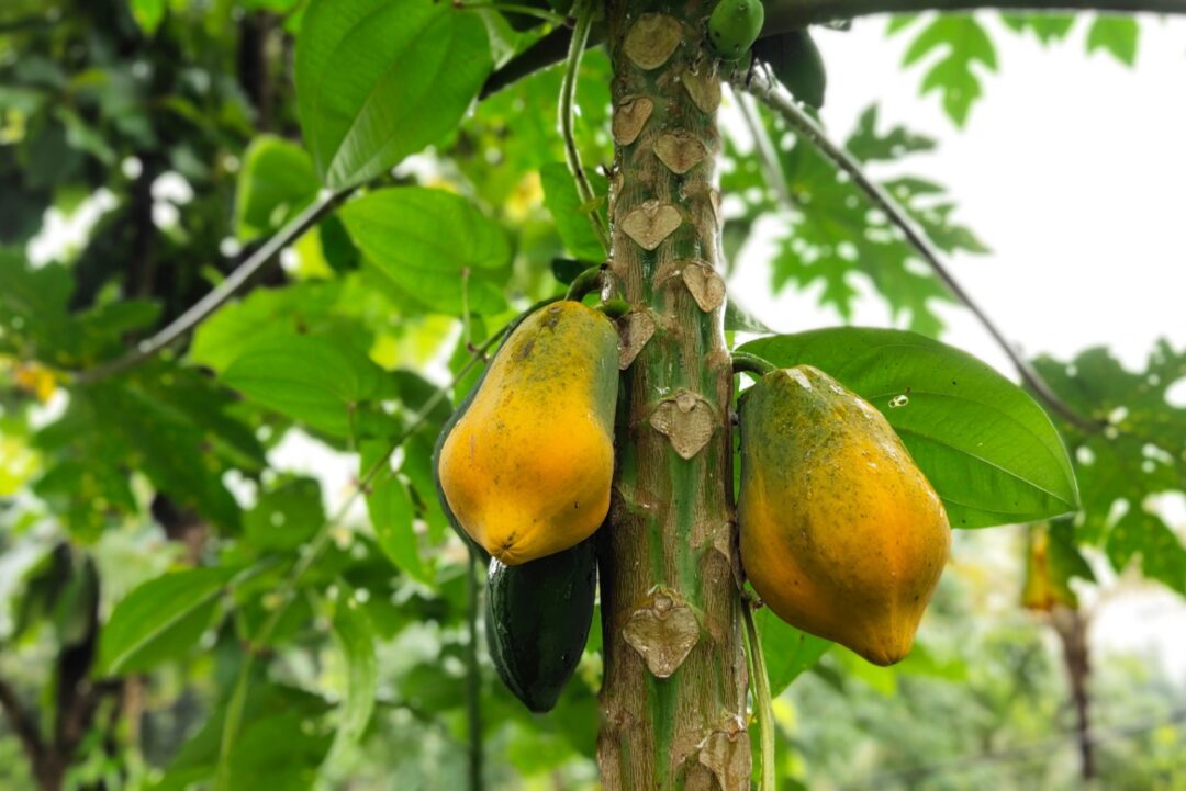 Fruit Trees That Grow Well In Sandy Florida Soil
