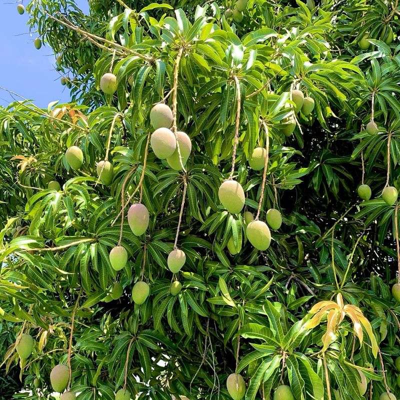 Mangoes: The Sandy Soil Superstar