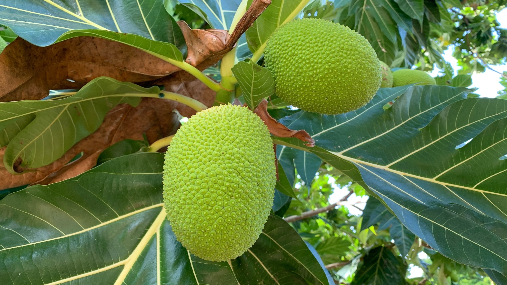Breadfruit