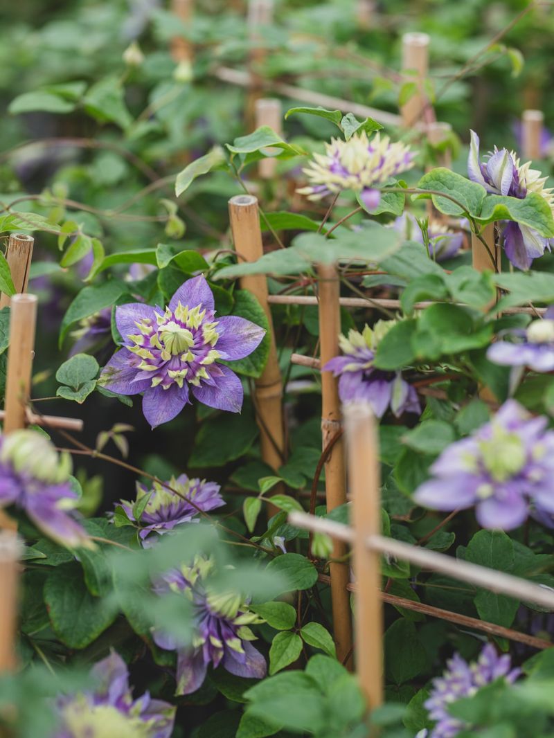 Clematis