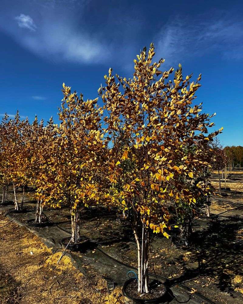 Fast-Growing River Birch