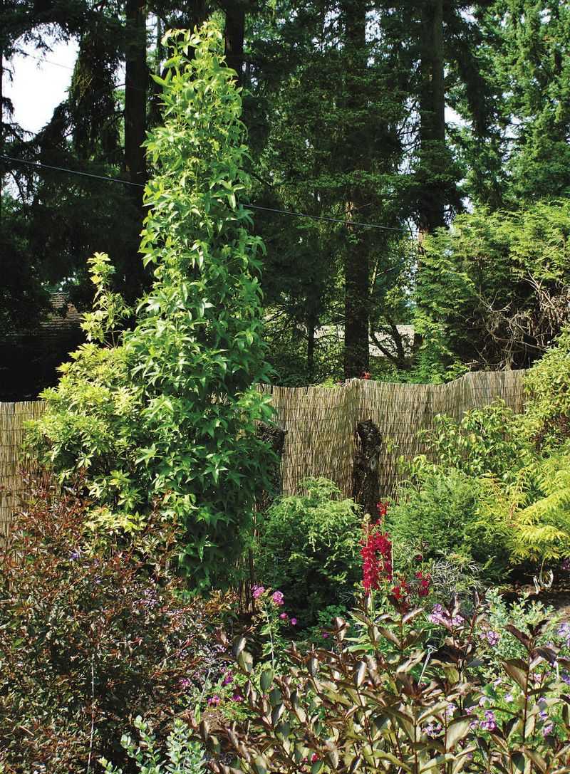 Layered Native Trees Form Privacy Canopies
