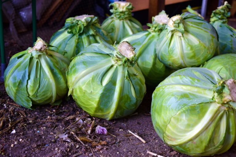cabbage