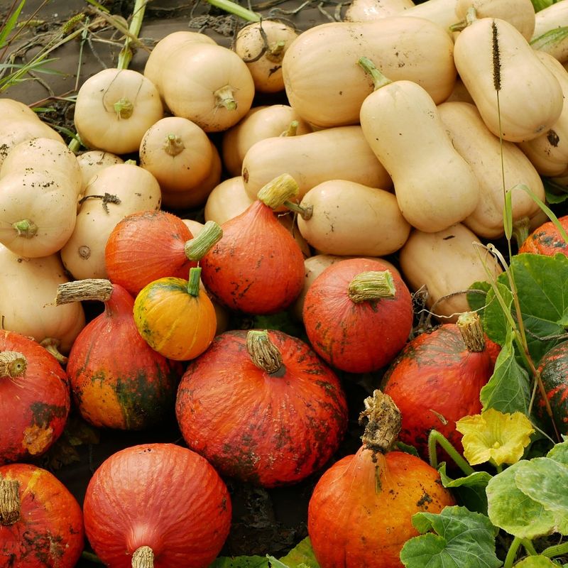 Winter Squash: Nature's Storage Champions