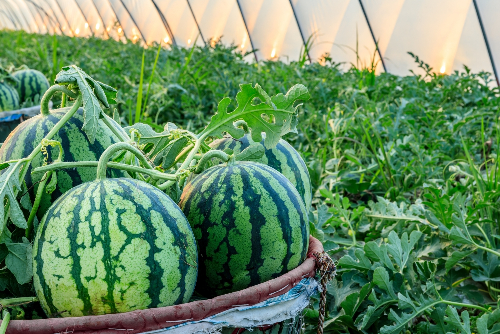 Fruits That Can Be Planted From Seed In Texas In September